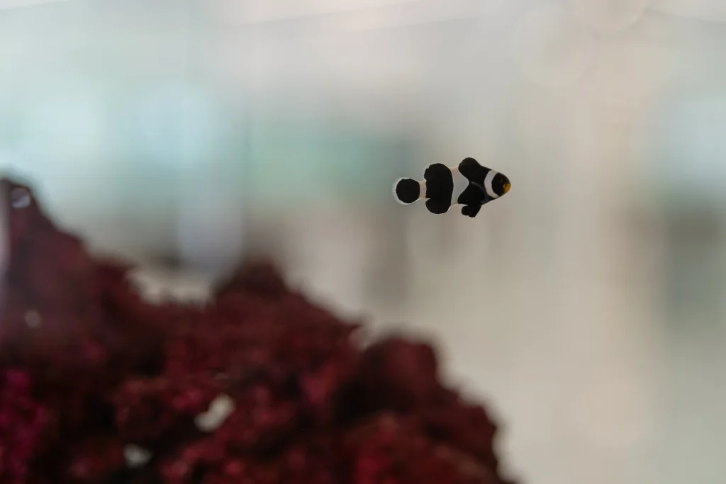 Exotic Aquatic Fish Tank Displays